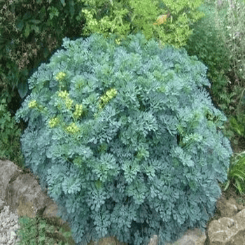 Des images de diff�rentes plantes